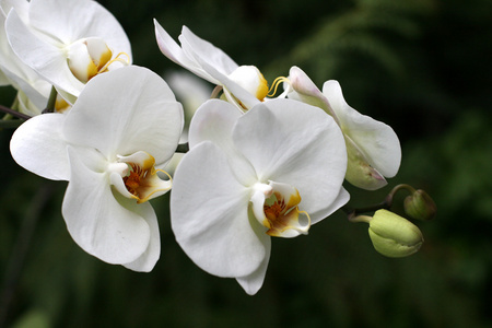 Orchid图片 Orchid素材 Orchid插画 摄图新视界