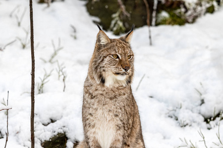 欧亚猞猁, 猞猁 lynnx, 坐在雪地里寻找的权利