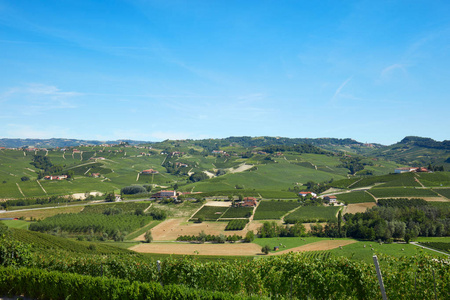 绿色农村与葡萄园和领域, Langhe 山在山麓, 意大利