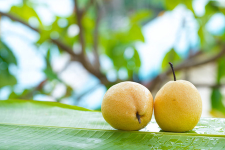 鲜黄色梨热带水果夏季茶点在户外