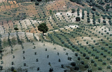 Morena 橄榄种植园安大路西亚省哈恩 Spanien