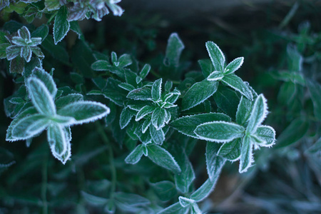 在一个冷若冰霜的早晨, 从上面的霜冻薄荷照片