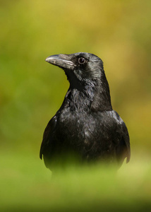 地上的乌鸦在草地上的腐肉乌鸦站在绿色背景, 英国照片