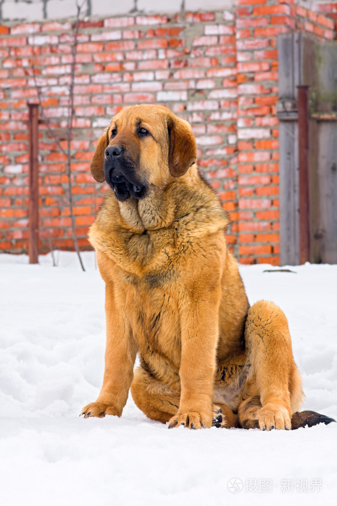 西班牙獒犬
