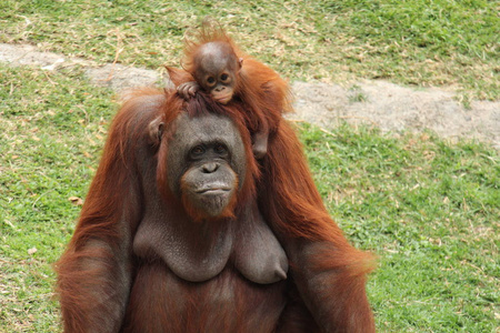 猩猩妈妈带着婴儿在她的头上, 在动物园里一个可爱的一瞥