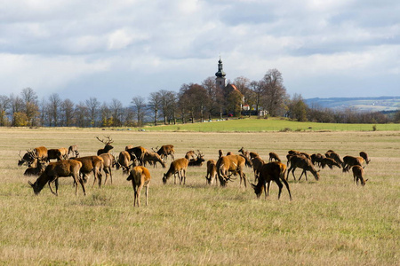 鹿群与教会在背景, 晴朗的秋天天, 捷克共和国