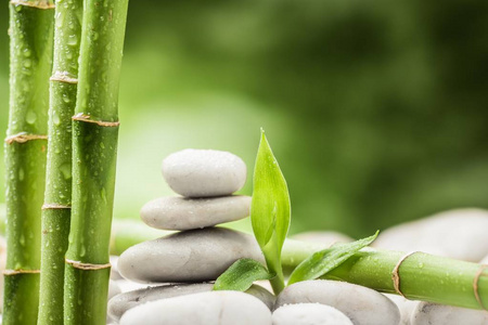 竹子扎根石头图片