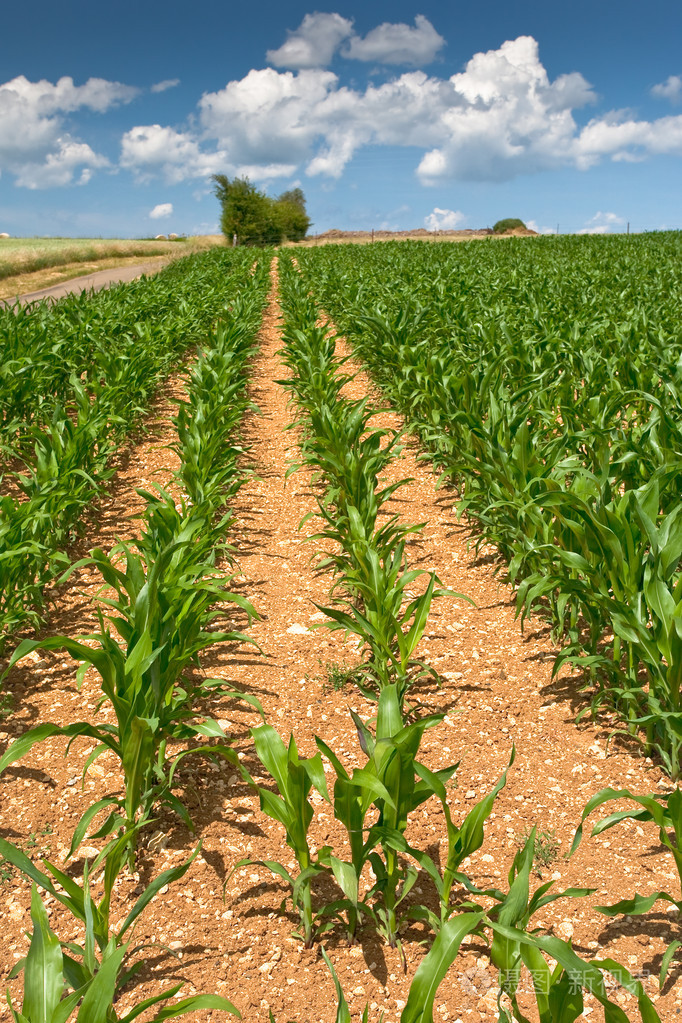 蓝天下的玉米地照片-正版商用图片02n070-摄图新视界