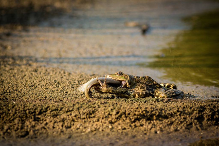 吃青蛙图片大全