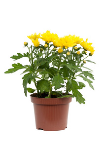 盆栽黄色菊花装饰盆栽花卉载体花植物室内装饰用植物集花仙人掌在植物