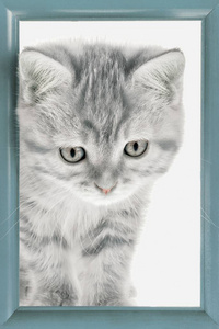 小猫灰色你正在寻找一个木框架的照片, c