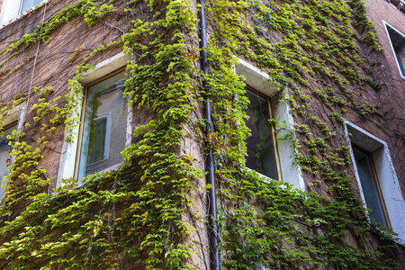 住宅墙上的装饰性绿色攀援植物图片