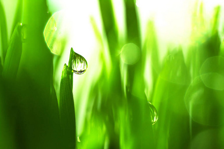 关闭草地上的露水水