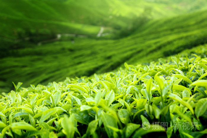 马来西亚茶种植园卡梅隆高地浅DOF