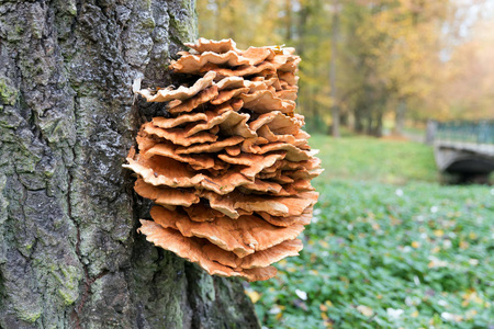 Laetiporus 变种菇