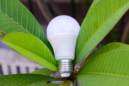Led 灯泡和照明用树叶节能概念