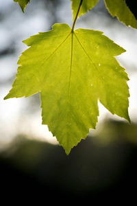 枫叶, 宏碁 pseudoplatanus