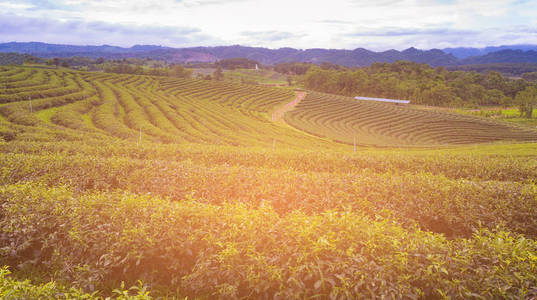 高小山绿色茶园与山天际线