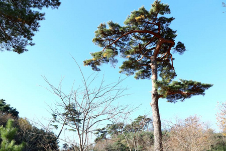 在韩国的松树