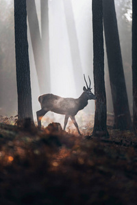 在云雾缭绕的森林里行走的鹿图片