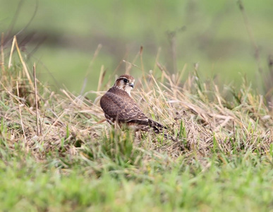 梅林 Falco columbarius 女性肖像