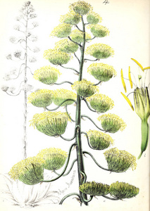 植物学插图。植物 utiliores 或例证有用的植物1840