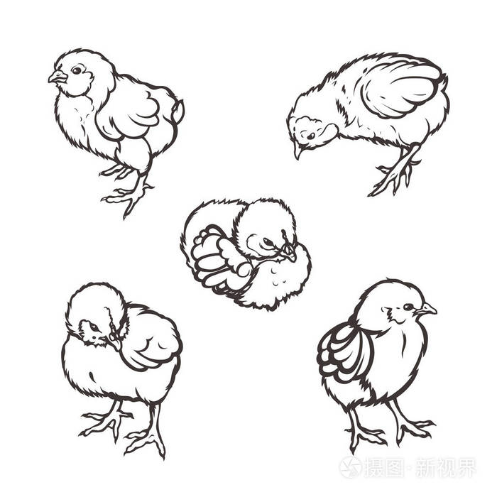 只小鸡.家禽.农业.种草养畜.手绘.矢量图