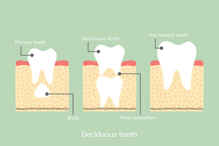 恒牙位于乳牙下, 解剖结构包括骨和牙龈与细节字