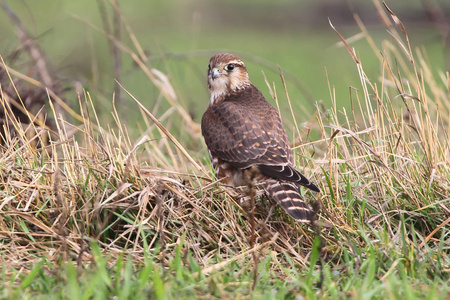 梅林 Falco columbarius 女性肖像