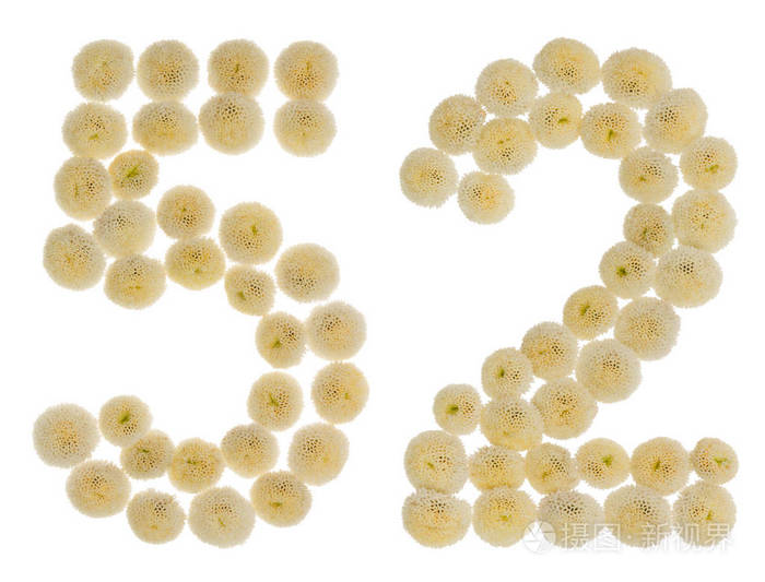 阿拉伯数字52五十二从奶油花的chrysanthemu