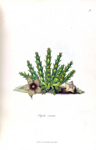 仙人掌的插图。Stapeliae 新星1796