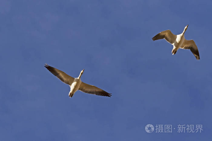 在加利福尼亚沙漠中的索尔顿海的鸟雪鹅