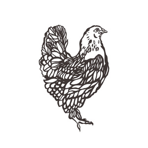 鸡。家禽。鸟用墨水画。鸡肉产品的标签。农业。种草养畜。手绘。矢量图