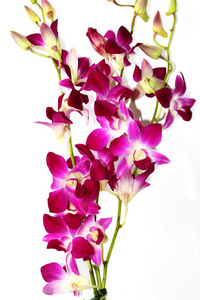 兰花 orchid的名词复数 