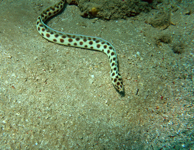 红海珊瑚礁斑蛇鳗