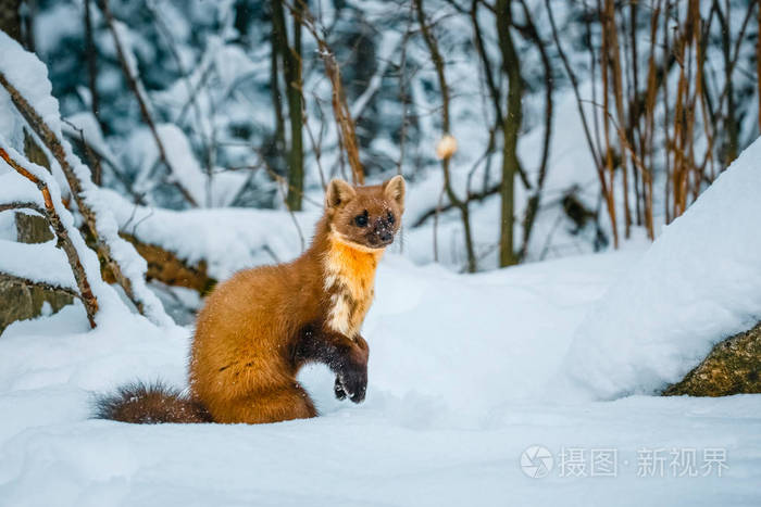 单黄鼠狼坐在雪地上白鼬鼬极地
