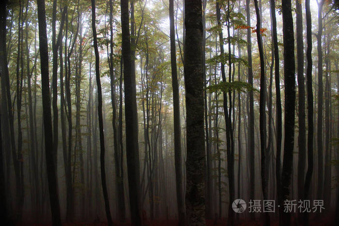 美丽神秘的木材在森林深处漫步