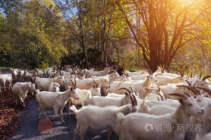一群山羊十字路, 绿树, 家养动物