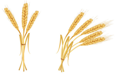 小麦的耳朵。 矢量。