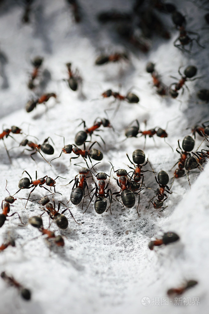 一群蚂蚁