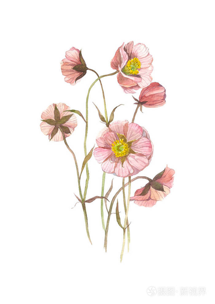 野花.水彩花卉插图.植物装饰元素.花的概念.药草理念