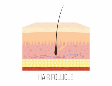 做拆分在健身房,完美肌肉发达的身体的女人阴囊层的解剖人皮层皮肤