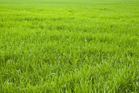 绿色草坪草质地和背景为文本或图像复制空间设计高尔夫俱乐部.