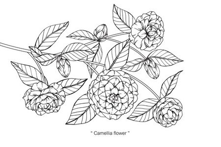 茶花剪影图片-茶花剪影素材-茶花剪影插画-摄图新视界