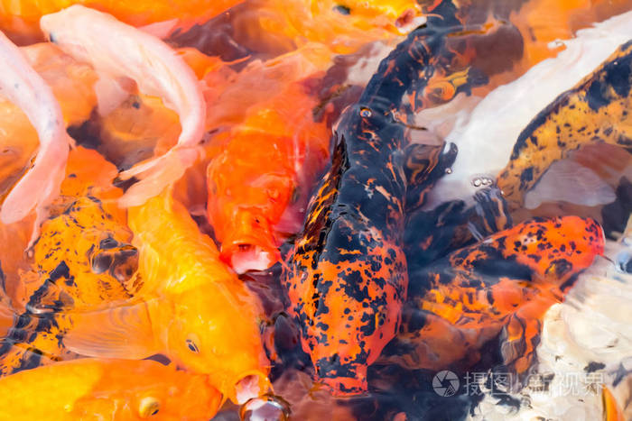 七彩锦鲤鱼特写