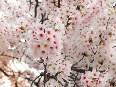 美丽的樱花在日本，选择性焦点