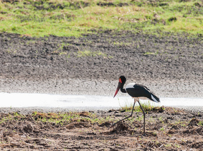 马鞍嘴鹳 Ephippiorhynchus senegalensis 在塔兰吉雷全国 Par