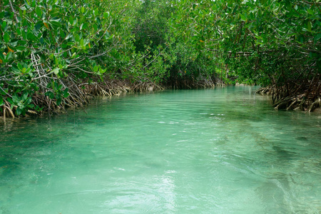 绿松石溪流或泻湖和红树林