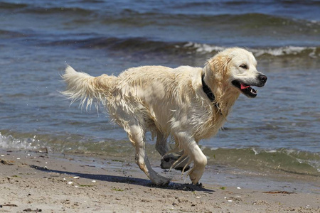 金猎犬犬狼疮犬, 男性, 两年, 在海滩上奔跑