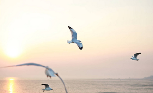 海鸥日落在日落时分在天空中飞翔的海鸥的景观形象照片